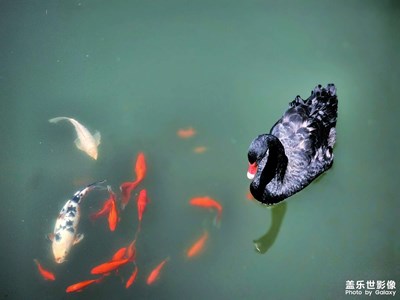 【濃情端午】黑天鵝與錦鯉