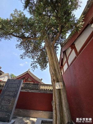 【濃情端午】+古樹下的愿望