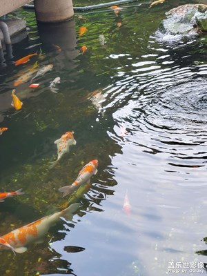 【濃情端午】+?園林的魚塘