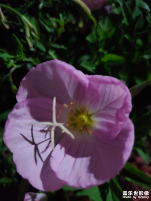 【濃情端午】+?公園野花