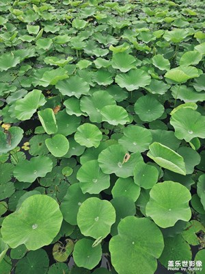 【濃情端午】+ 荷塘