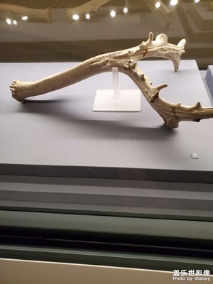 【濃情端午】+?野生動物展