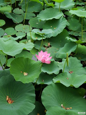 【濃情端午】賞荷