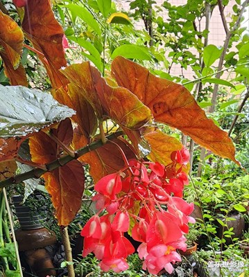 斑葉竹節(jié)秋海棠