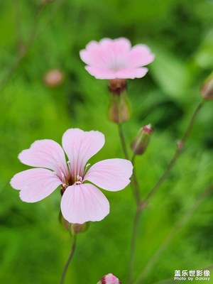 【濃情端午】麥藍(lán)菜的小清新