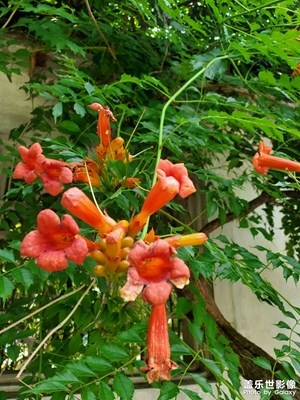 【濃情端午】+?喇叭花