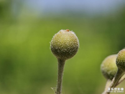 三星的拍照是怎么了