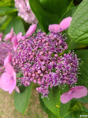 【濃情端午】美麗繡球花