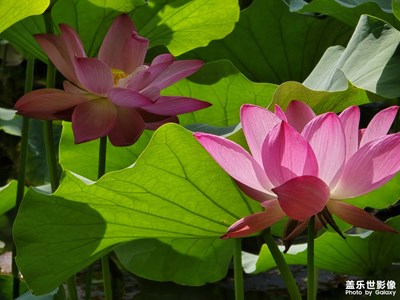 【濃情端午】“荷”你有約