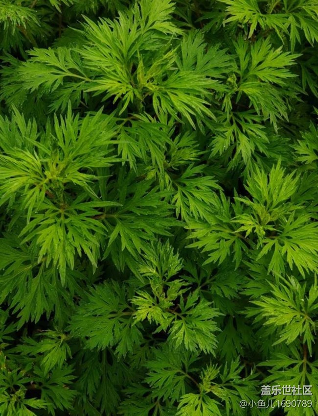 【色彩與光影的邂逅】夏天的綠葉