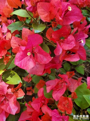【濃情端午】+?紅花