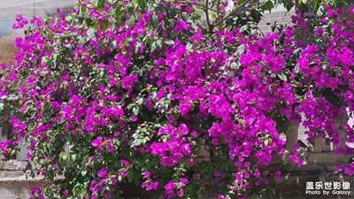 【尋光獵影】+  光彩世界