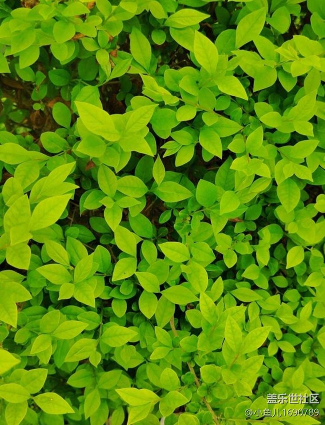 【色彩與光影的邂逅】夏天的綠葉