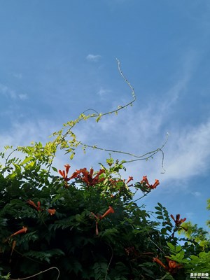 【濃情端午】陽光明媚