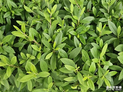 【濃情端午】灑滿陽光