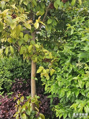 【濃情端午】+?濃情的季節(jié)