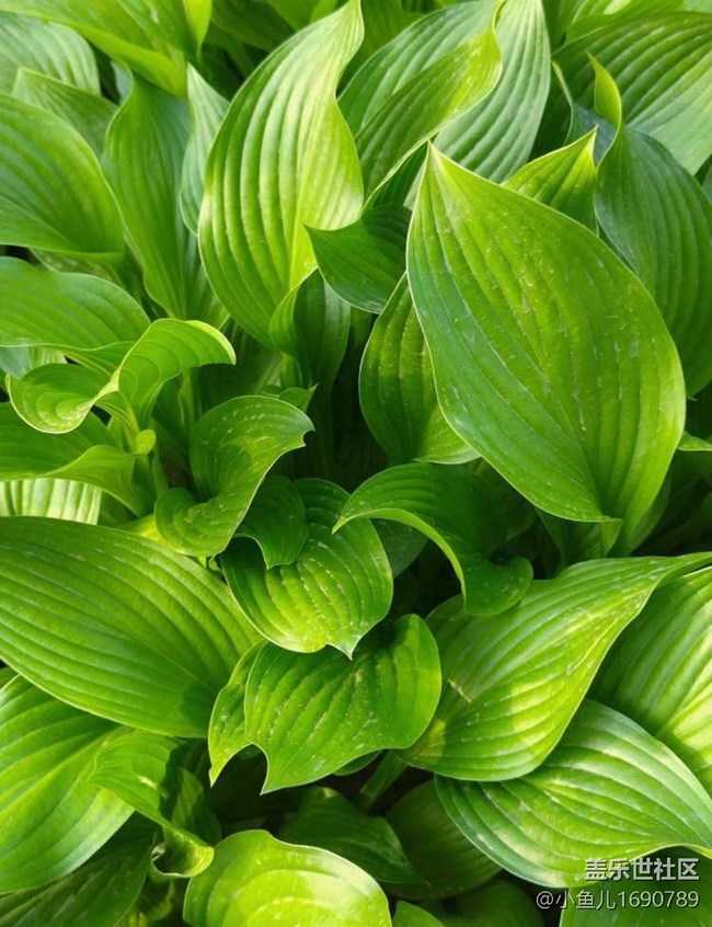 【色彩與光影的邂逅】夏天的綠葉