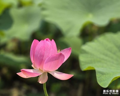 【濃情端午】賞荷