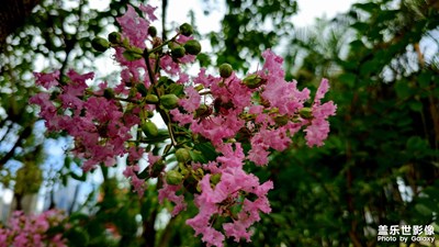 【光影色彩】多彩夏日
