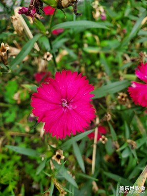 【光影色彩】+?小紅花