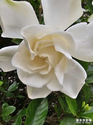 【光影色彩】+ 盛開的梔子花