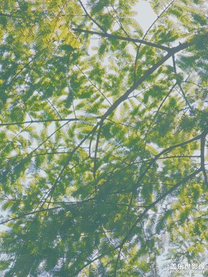 【光影色彩】+ 滿眼清新