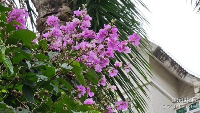 #今夏，當下——賞夏花