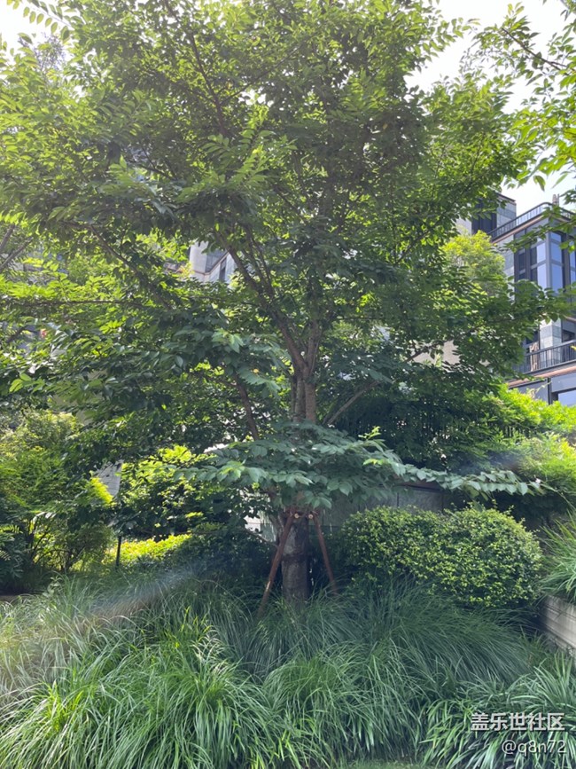 #今夏，當(dāng)下——蘇州河邊天安千樹(shù)