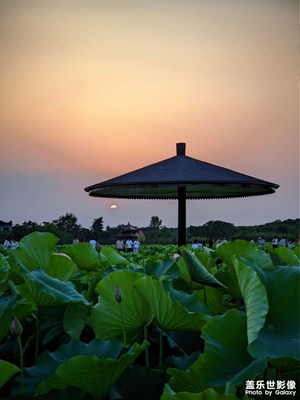 【光影色彩】夏日觀荷