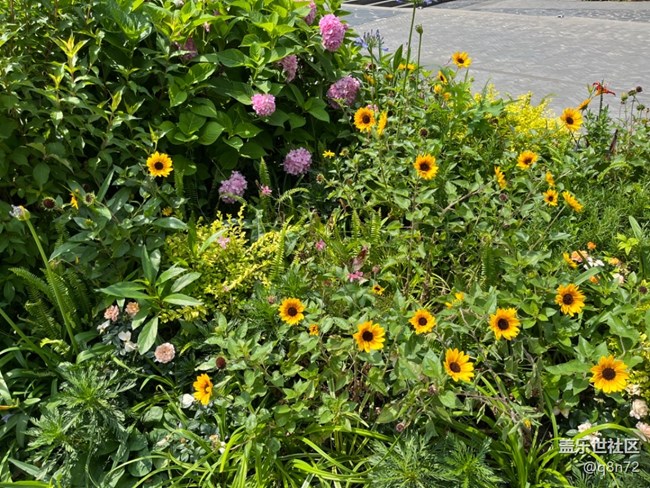 #今夏，當(dāng)下——蘇州河邊天安千樹(shù)