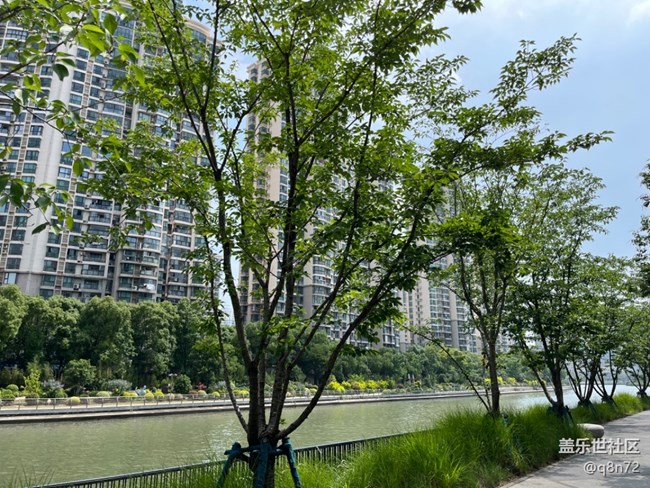 #今夏，當(dāng)下——蘇州河邊天安千樹(shù)