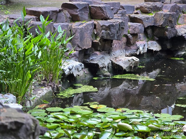 #今夏，當(dāng)下——蓮池