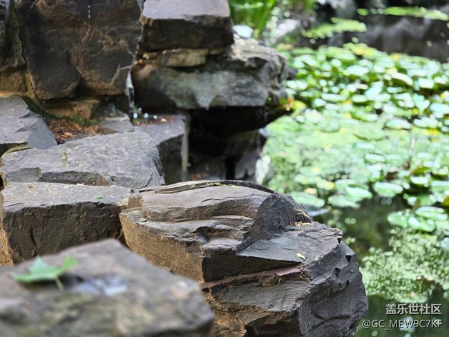 #今夏，當(dāng)下——蓮池