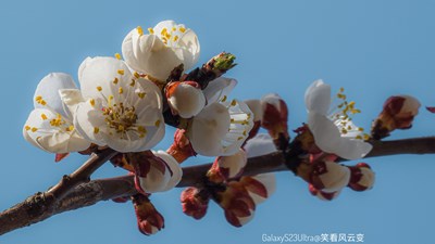 Galaxy23Ultra  春日記憶 （杏花）