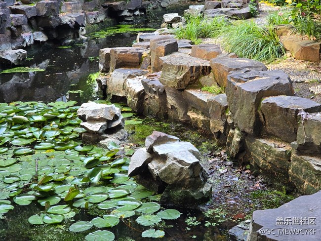 #今夏，當(dāng)下——蓮池