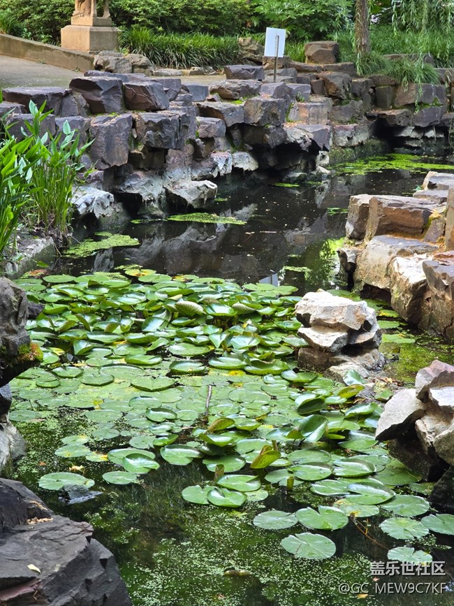 #今夏，當(dāng)下——蓮池