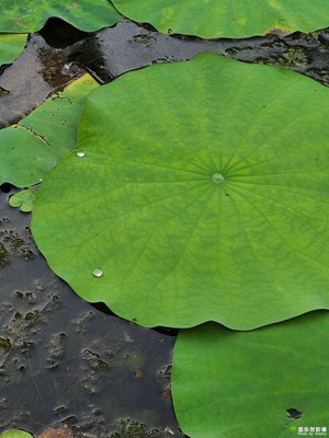 【光影色彩】賞荷