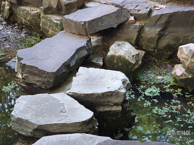 #今夏，當(dāng)下——蓮池