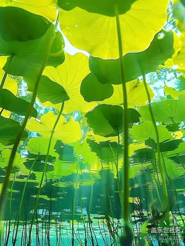 【夏日主題】清涼