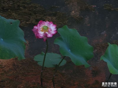 【光影色彩】+ 荷塘潤色