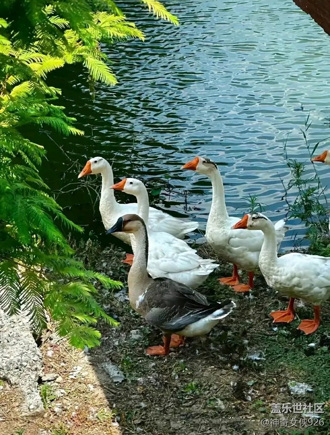 【色彩與光影的邂逅】家鄉(xiāng)的味道