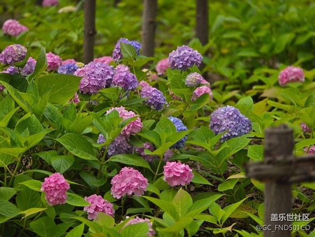 #今夏，當(dāng)下——生如夏花
