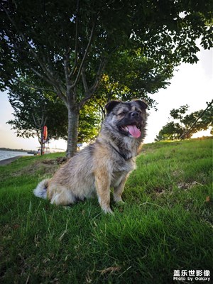 帶著狗狗去騎行