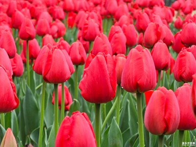 【光影色彩】郁金香