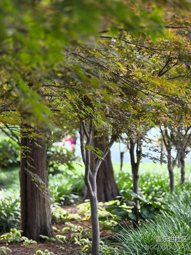 #今夏，當(dāng)下——綠化