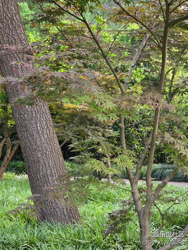 #今夏，當(dāng)下——綠化