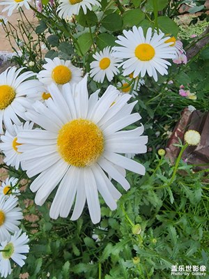 【光影色彩】+ 綠色暢想