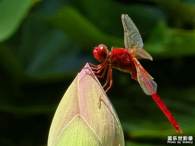 【夏至】荷已開