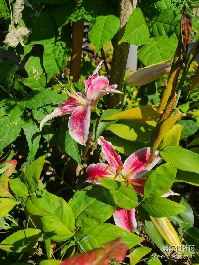 【多姿多彩的生活】夏日休閑