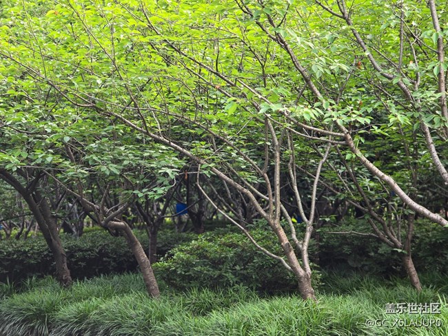 #今夏，當(dāng)下——綠化